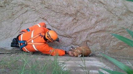 Illustration : Inondations en Argentine : des chiens en péril secourus par des hommes courageux