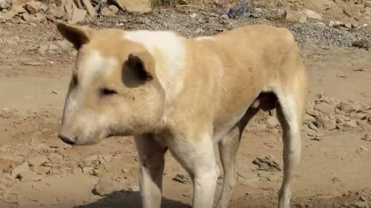 Illustration : "Ce chien à la tête enflée avait besoin de soins urgents"