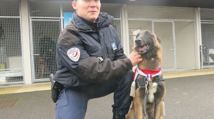 Illustration : Un chien de recherche de stupéfiants, a été décoré par le préfet de Seine-et-Marne