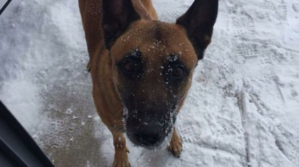 Illustration : Un chien de la police du Nebraska abattu par un forcené barricadé dans sa cave !