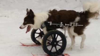 Illustration : Malgré son handicap des pattes déformées, ce Border Collie vit à 100 à l’heure !