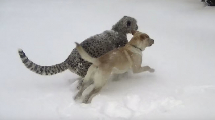 Illustration : Un Labrador et son ami guépard découvrent les joies de la neige