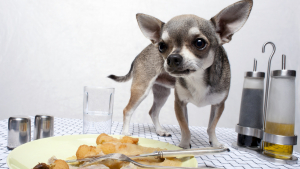 Illustration : Peut-on donner les restes de table à son chien ?