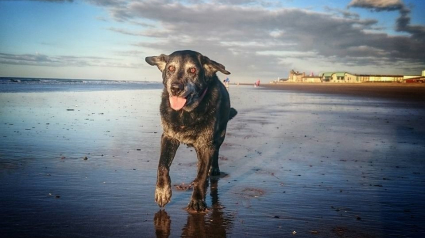 Illustration : Cette dernière photo de Jessie jouant sur la plage a ému les internautes