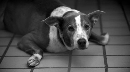 Illustration : Après la lettre émouvante écrite par son ancienne famille, ce chien âgé trouve un nouveau foyer