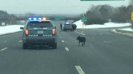 Illustration : Etats-Unis : la police sauve un chien qui s’était retrouvé au milieu d’une autoroute