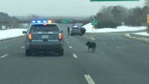 Illustration : Etats-Unis : la police sauve un chien qui s’était retrouvé au milieu d’une autoroute