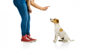 Illustration : Apprendre l'ordre "Pas bouger" à son chien