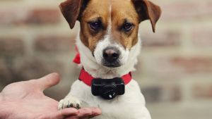 Illustration : Le collier électrique pour chien