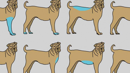 Illustration : 9 parties du corps de votre chien à masser pour contribuer à son bien-être