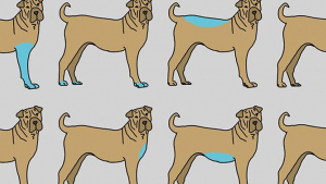 Illustration : "9 parties du corps de votre chien à masser pour contribuer à son bien-être"