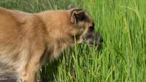 Illustration : "Pourquoi mon chien mange-t-il de l'herbe ?"