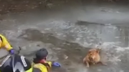 Illustration : Etats-Unis : un chien sauvé par les pompiers de Fairfax après être tombé dans un lac gelé (vidéo)