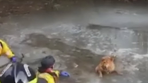 Illustration : Etats-Unis : un chien sauvé par les pompiers de Fairfax après être tombé dans un lac gelé (vidéo)