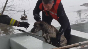 Illustration : "Les pompiers sortent un chien des eaux gelées d’une rivière du New Hampshire"