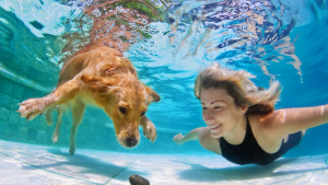 Illustration : Apprendre à son chien à nager