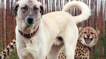 Illustration : En Namibie, les chiens protégent les guépards ET les fermiers !