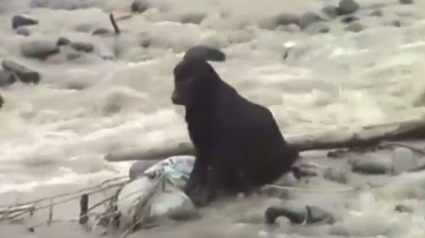 Illustration : Pérou : un chien sauvé au milieu d’un fleuve en crue !