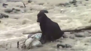 Illustration : "Pérou : un chien sauvé au milieu d’un fleuve en crue !"