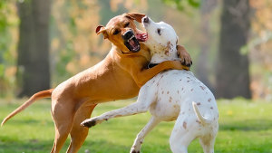 Illustration : Interrompre un combat de chiens