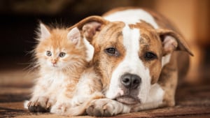Illustration : La cohabitation entre chien et chat