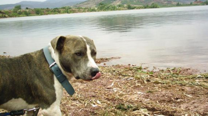 Illustration : Somme : un Staffie meurt à cause d’un pesticide interdit à la vente