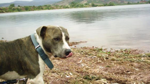 Illustration : "Somme : un Staffie meurt à cause d’un pesticide interdit à la vente"