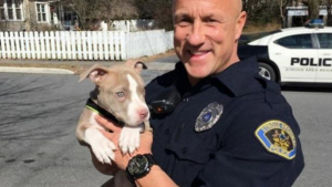 Illustration : Etats-Unis : un policier brave les flammes pour porter secours à un chiot