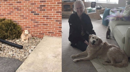 Illustration : Abandonné devant une église, ce chien a attendu pour rien le retour de sa famille