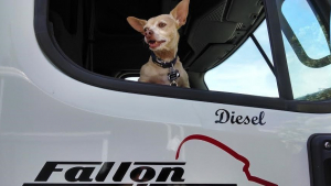 Illustration : Ce camionneur a trouvé en ce Chihuahua le compagnon de route parfait