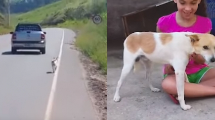 Illustration : Un homme voit une vidéo d'un chien abandonné par un automobiliste. Il le retrouve et l’adopte