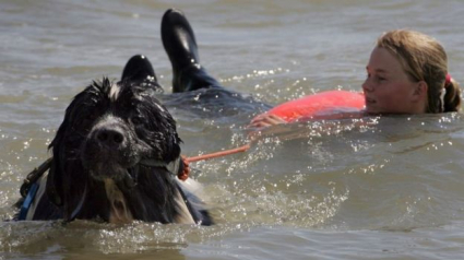 Illustration : Angleterre : une décoration posthume pour Whizz, le chien sauveteur décédé début mars