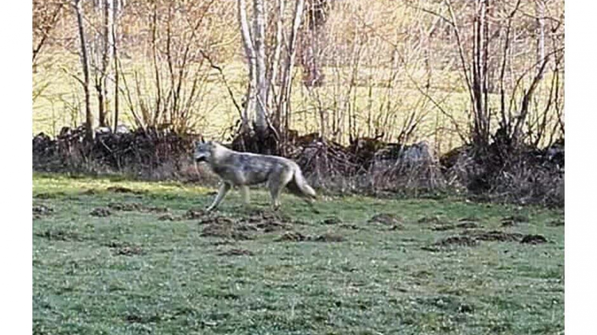 Illustration : "Haute-Loire (43) : les habitants pensaient voir un loup, c'était un chien !"