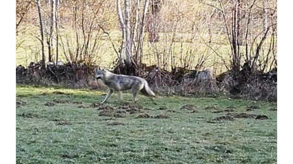 Illustration : Haute-Loire (43) : les habitants pensaient voir un loup, c'était un chien !