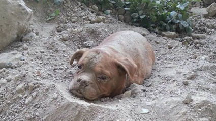 Illustration : Athéna, la chienne enterrée vivante par son maître en août dernier, est morte ! 