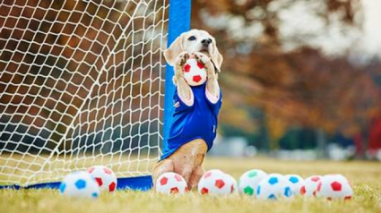 Illustration : Voici Purin, la chienne « recordog » de vitesse sur ballon de gym