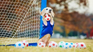 Illustration : "Voici Purin, la chienne « recordog » de vitesse sur ballon de gym"