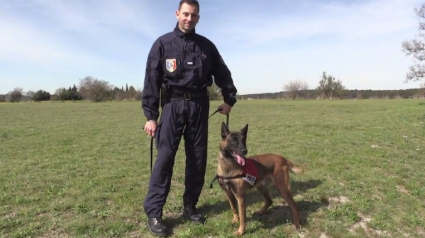 Illustration : "Choc", le chien anti-drogue de Marseille, décoré de la médaille d'honneur de la police nationale ! 