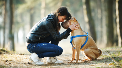 Illustration : Une étude américaine atteste que les chiens pourront parler d'ici 10 ans ! 