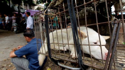 Illustration : En Chine, des activistes se mobilisent contre le festival de la viande de chien