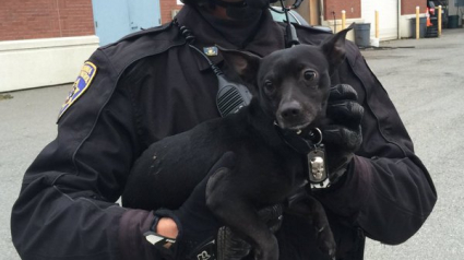 Illustration : Un Chihuahua court sur la route d'un pont de San Francisco avec la police à ses trousses ! 