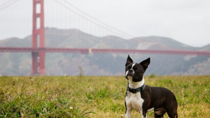 Illustration : San Francisco serait la ville américaine la plus accueillante pour les chiens