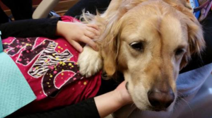 Illustration : Grâce à JoJo le Golden-Retriever, les enfants n’ont plus peur d’aller chez le dentiste