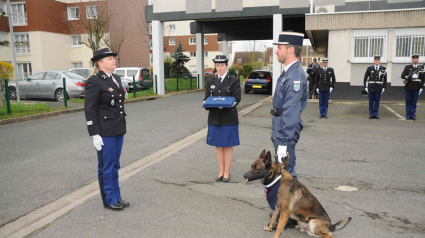 Illustration : Gamin, le chien de la gendarmerie de Melun, reçoit la médaille de la défense nationale