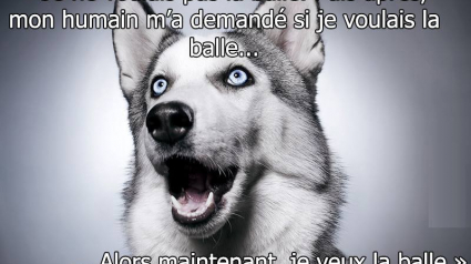 Illustration : 10 pensées traduisant les attitudes de votre chien !