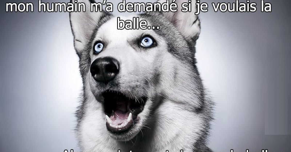 meme chien maléfique husky