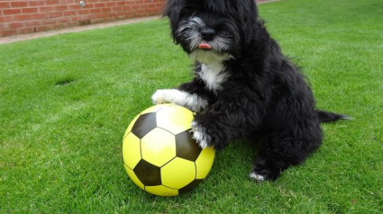 Illustration : Ronaldog, ce chien fan de foot a la même conduite de balle que Ronaldo ! 