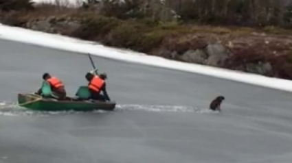 Illustration : Canada : un chien pris au piège au milieu d’un étang gelé, secouru par un passant et son fils