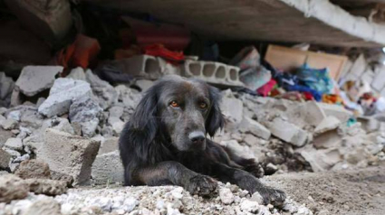 Illustration : Séisme en Equateur : la photo d'un chien ne souhaitant pas quitter les ruines de sa maison fait le tour du web !