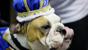 Illustration : Un Bulldog Anglais, ancien pensionnaire de refuge, remporte un concours de beauté canin